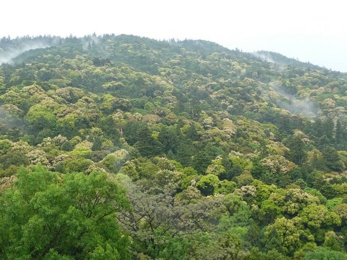 ◆都市の照葉樹林（春日山原始林）